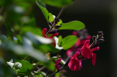 真紅の花の名は｡｡｡