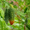 雨の｡｡｡イボイボゴーヤ｡｡｡