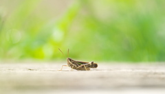 木道で 動かず