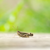 木道で 動かず