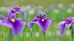 むらさき菖蒲