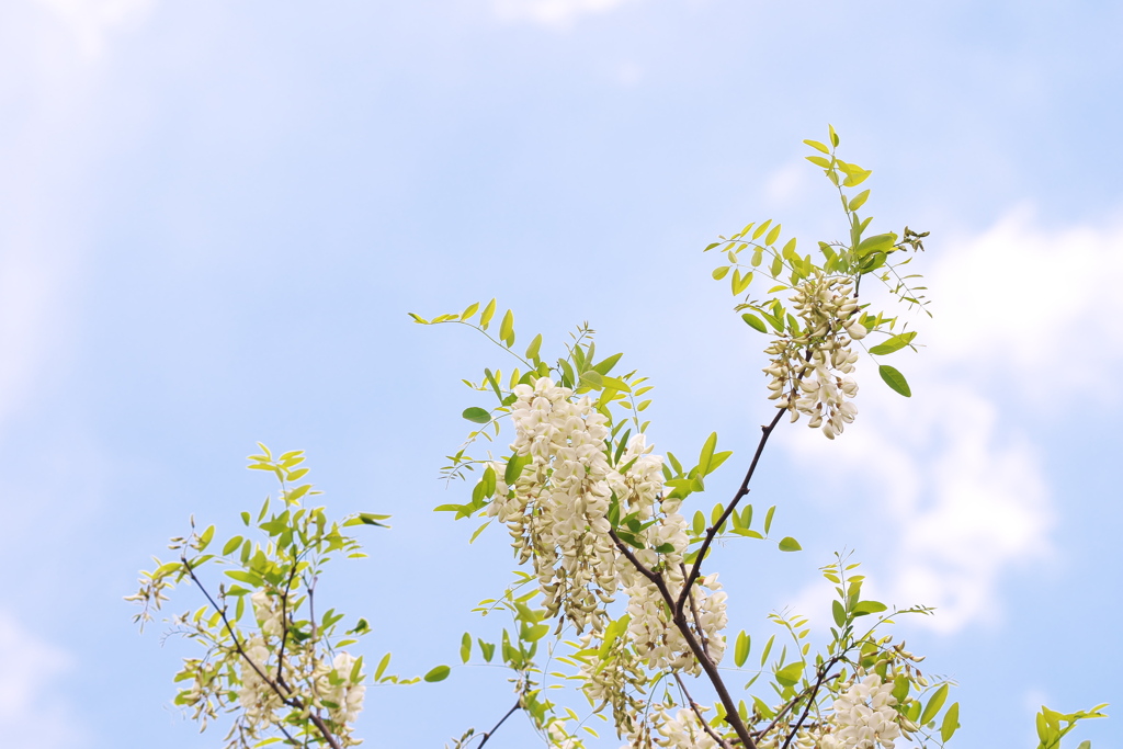 ハリエンジュ　初夏の空