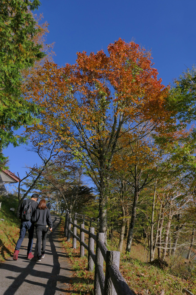 なかよし紅葉散歩