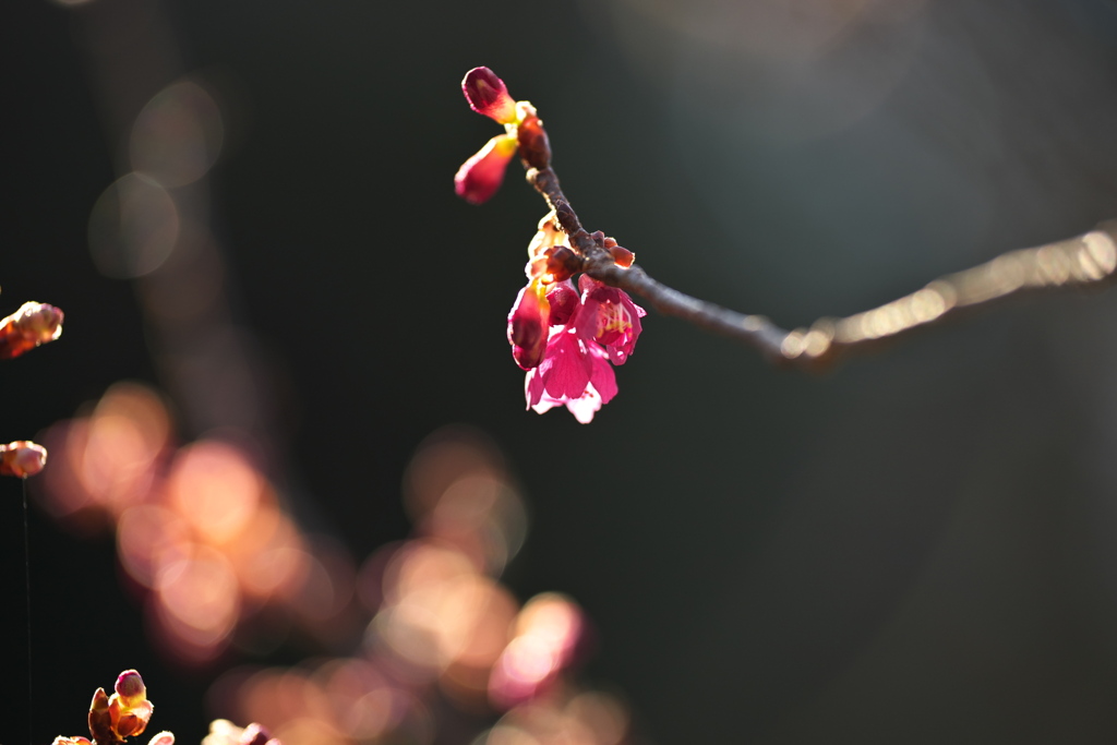 寒緋桜
