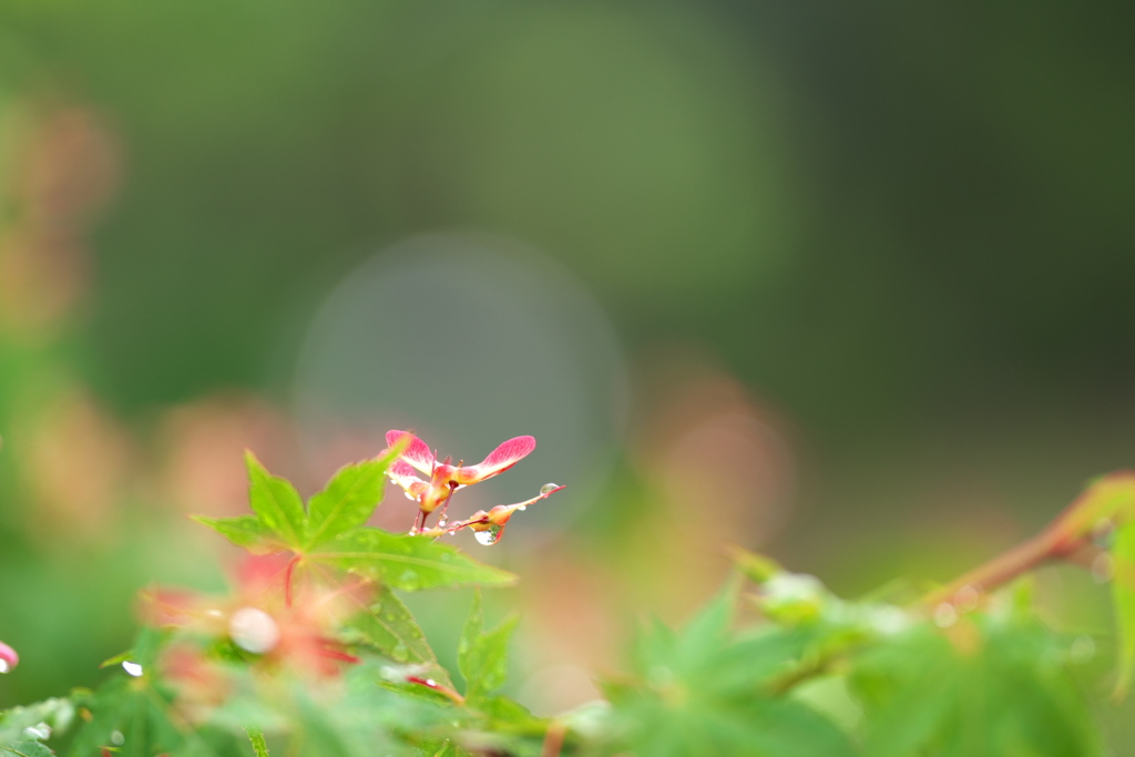 雨上がりの楓