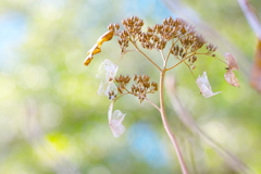 透陽花（冬あじさい）