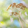 透陽花（冬あじさい）