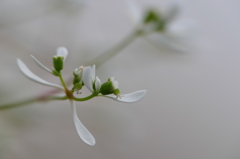 白の小花