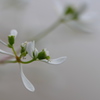 白の小花