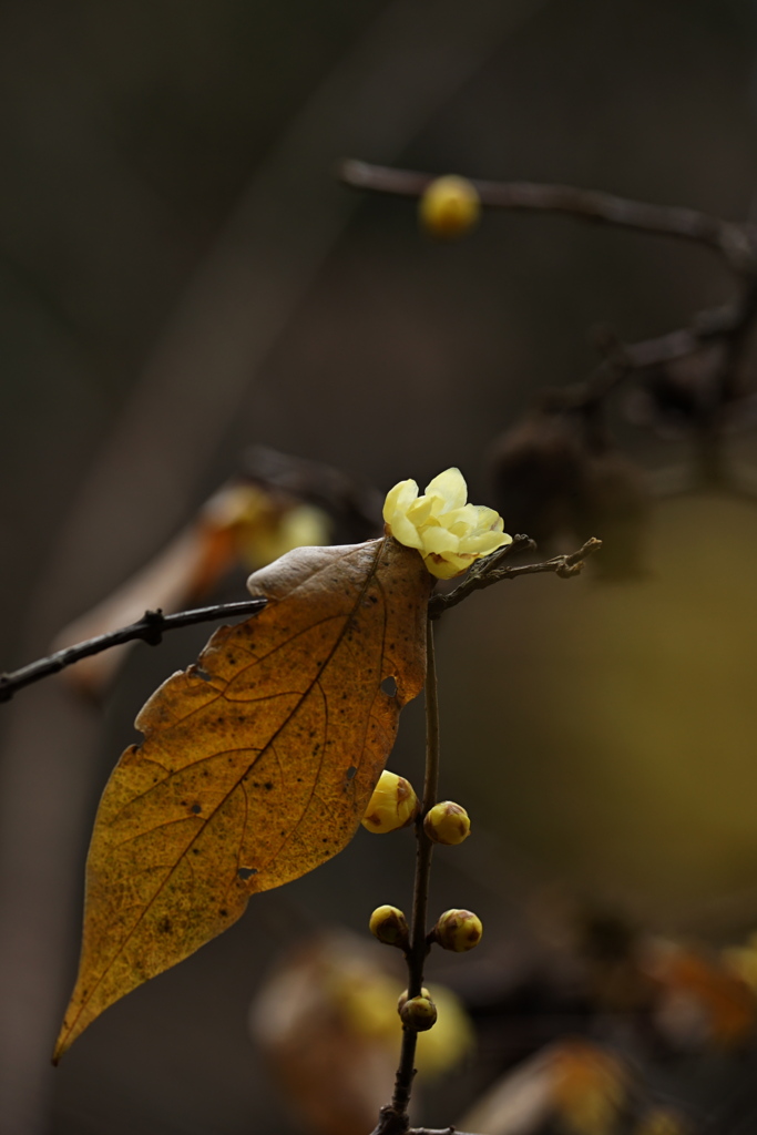 クラシック・スカーフ