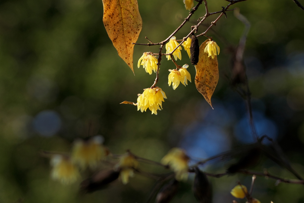 ソシンロウバイ