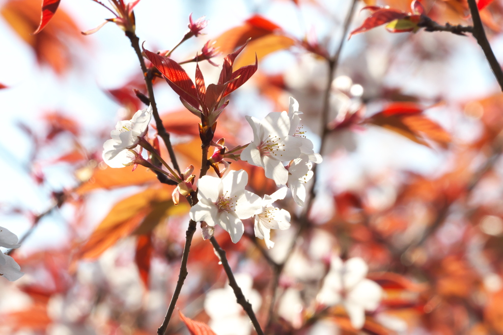 桜