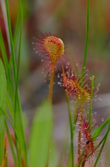 湿原の花　モウセンゴケ