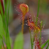 湿原の花　モウセンゴケ