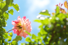 初夏の薔薇