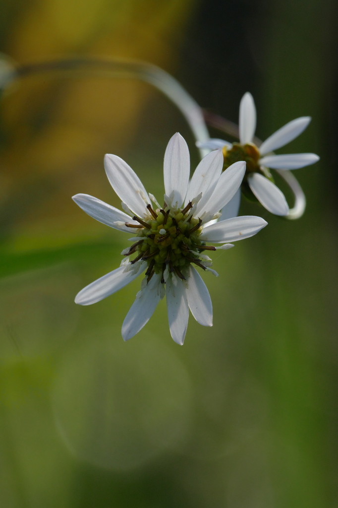 怪しげに｡｡｡