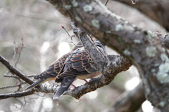 キジバト（4）　見られてるよ｡｡｡