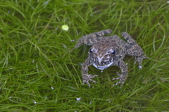 水草ネットのヌマガエル