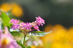 黄花とアジサイ