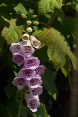 花の鈴