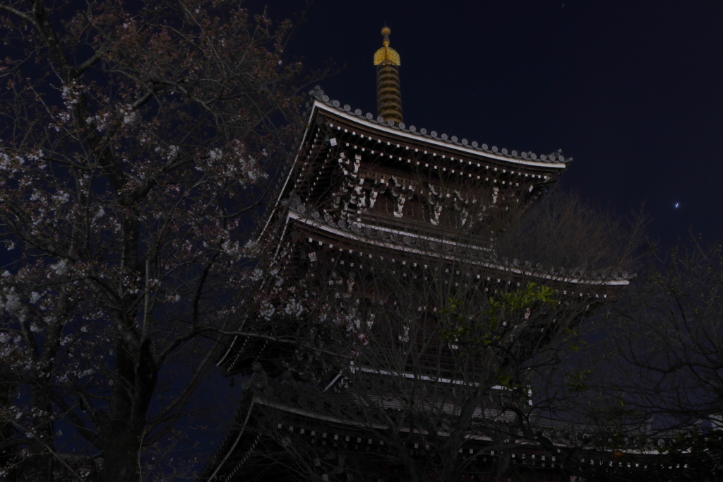 夜陰に揺れる桜