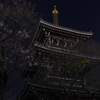 夜陰に揺れる桜