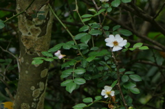 初夏の花木　湿原のノイバラ