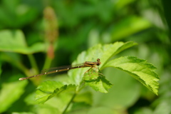 モノサシトンボ♀