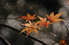 橙のカエデ　（12/27撮影）