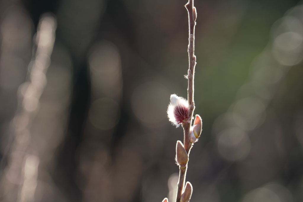 春の芽吹き