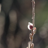 春の芽吹き