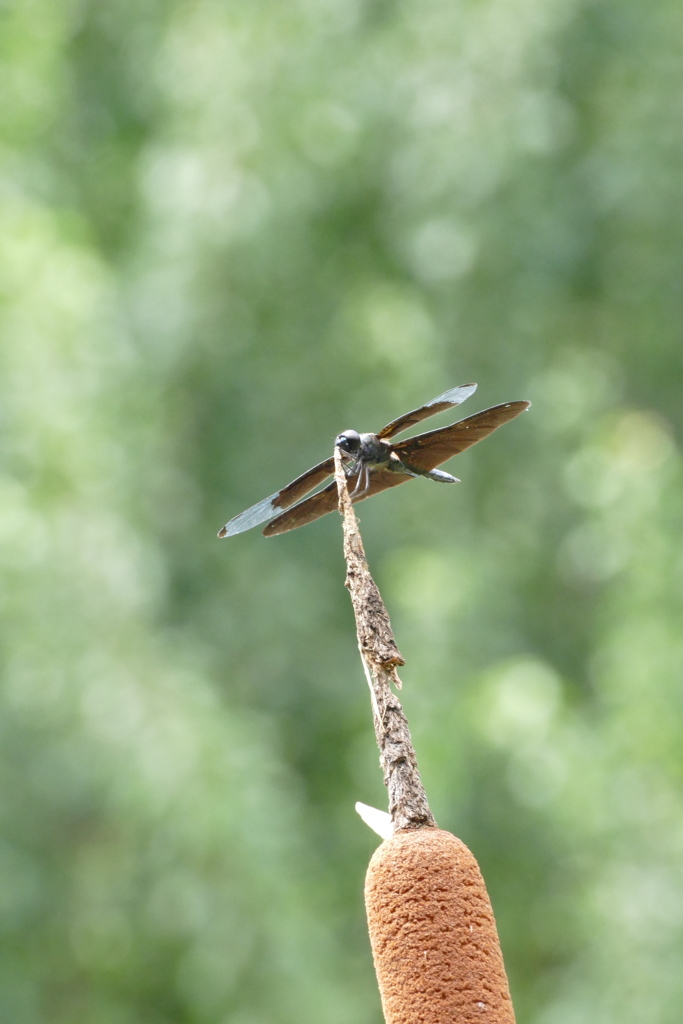 コルベット ナウシカ By Torijee Id 写真共有サイト Photohito