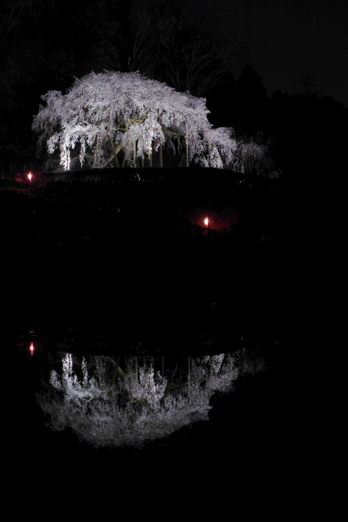 夕闇に浮かぶ桜