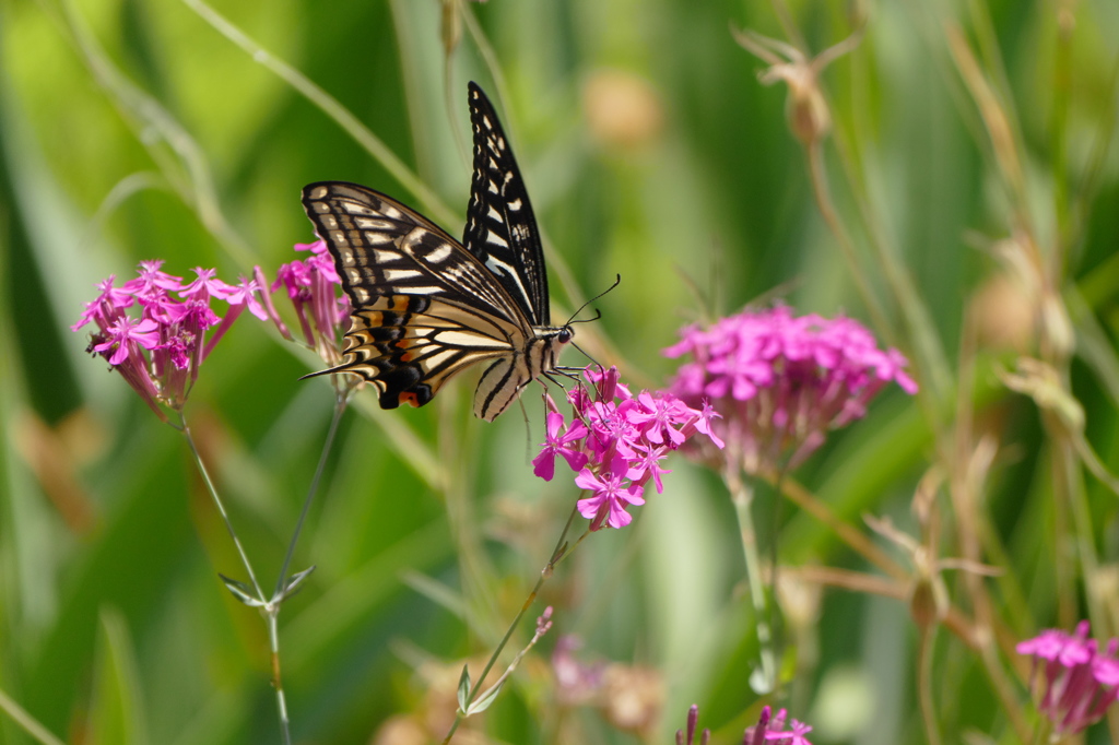 甘いステップ♪