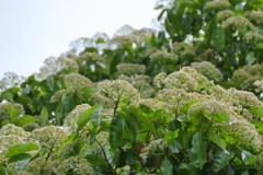 オオカナメモチの花