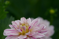 見ててください｡｡｡