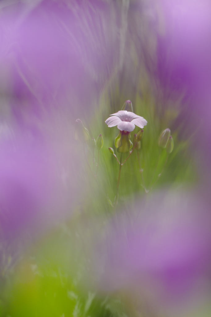 あこがれ｡｡｡その２