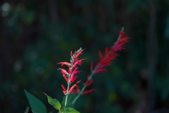 あっち、あっち、こっち｡｡｡そっち