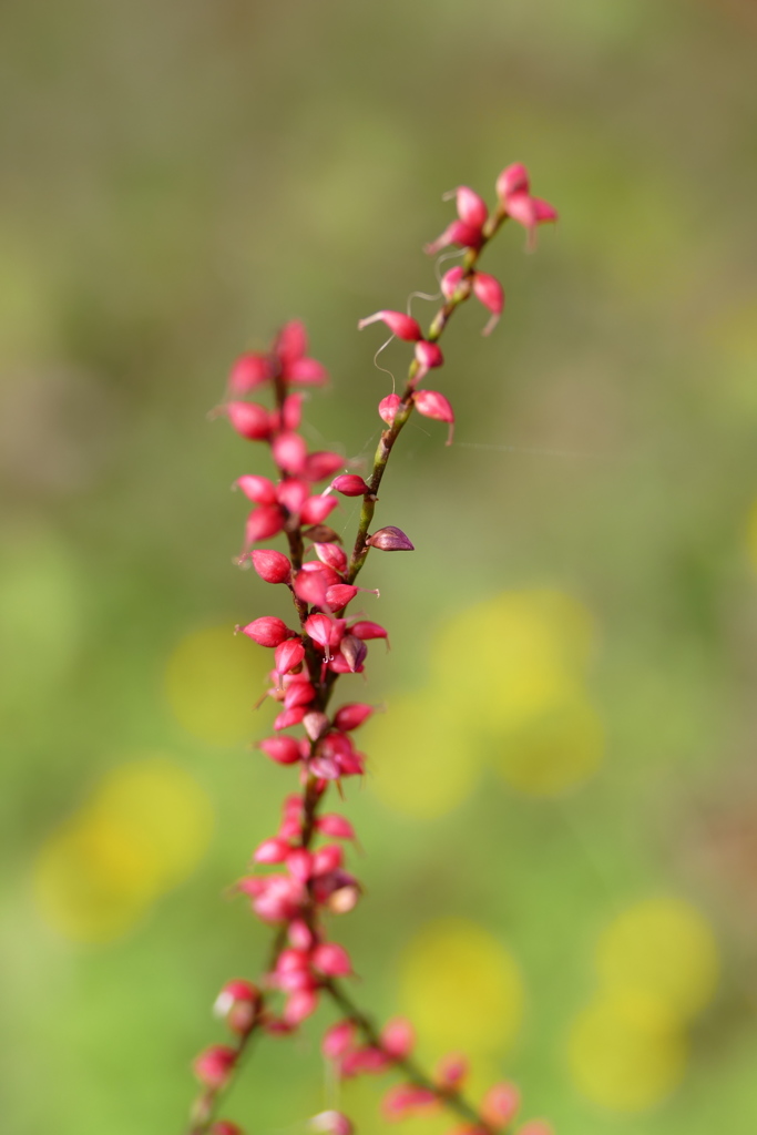 ミズヒキ花結び