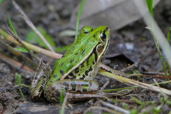 （3）　どしたの？ ふたりとも｡｡｡ケロ　(^^