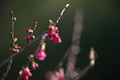 寒緋桜