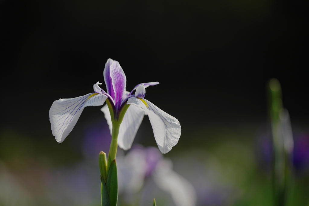 白基調の花菖蒲