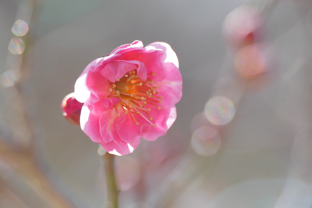 春の日さんさん