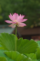 凛と立つ