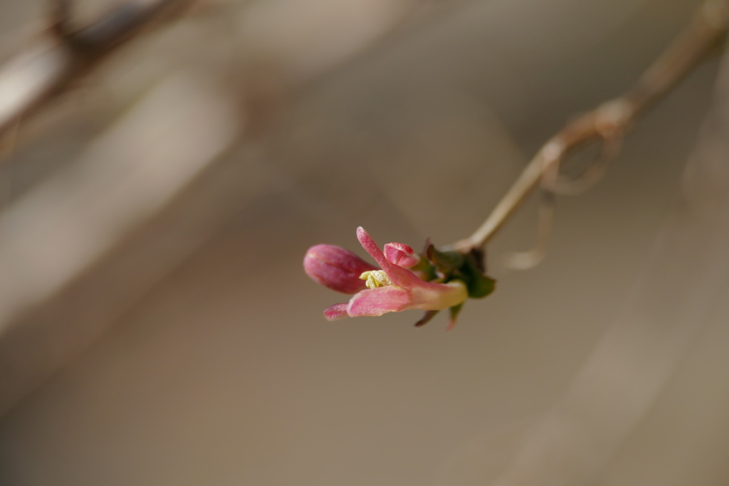小さな小さな春の花