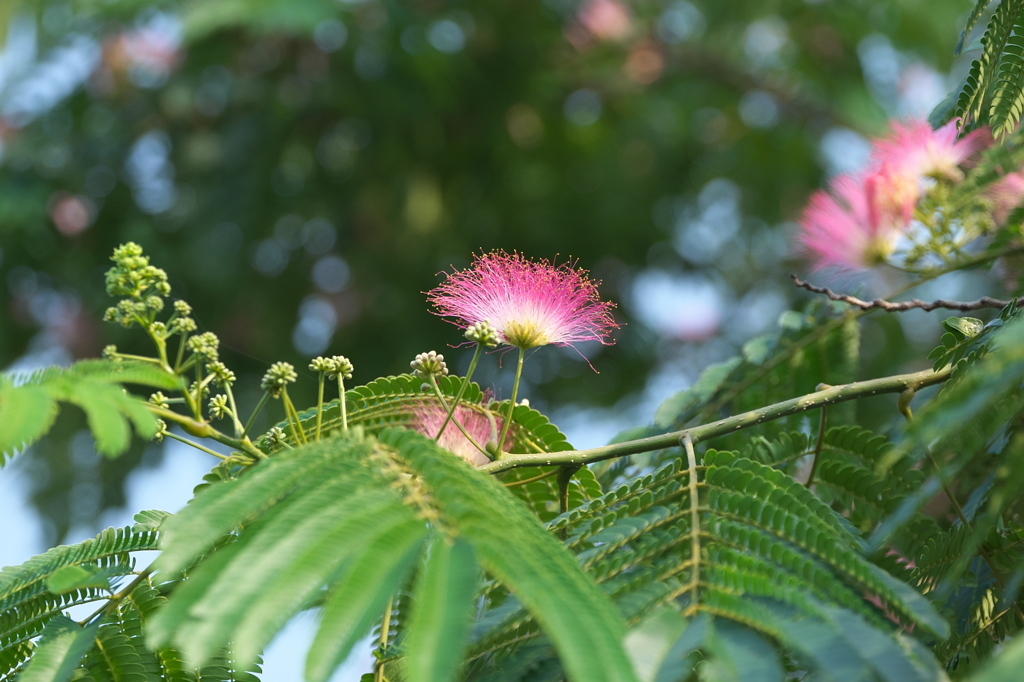 花粉がいっぱい