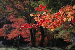 黄へ、そして紅へと深まる