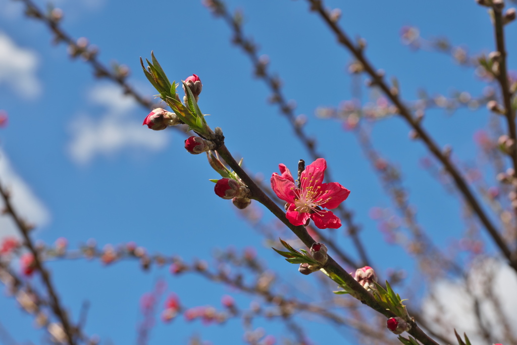 花桃 咲いた
