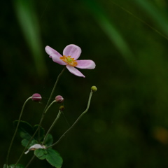 木陰のシュウメイギク