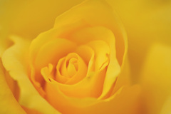 黄の薔薇